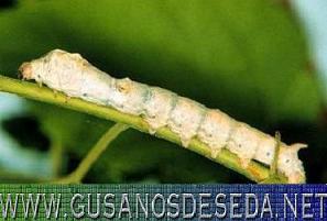 Gusanos de seda